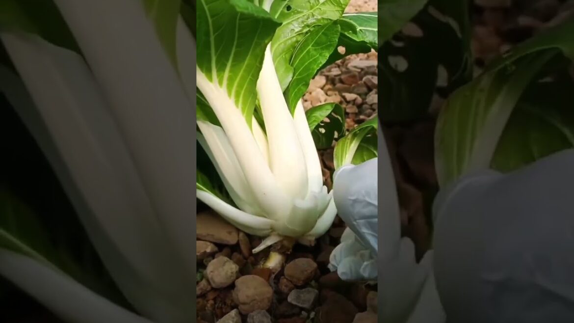 My growing garden and vegetable #shorts #garden #vegetable My growing garden and vegetable #shorts #garden #vegetable