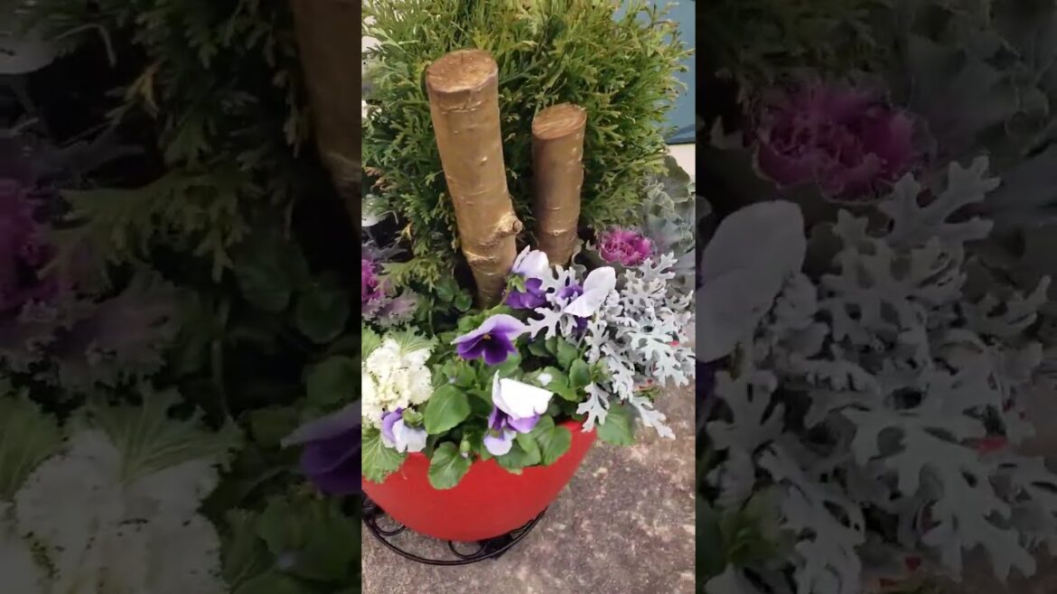 Transitional #autumn / #winter  arrangement | #containergardening | #giftideas  #shorts