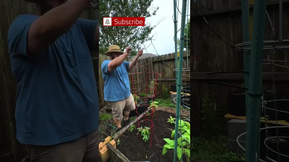 Indeterminate Tomatoes Varieties That Are Perfect for Beginner Gardener￼