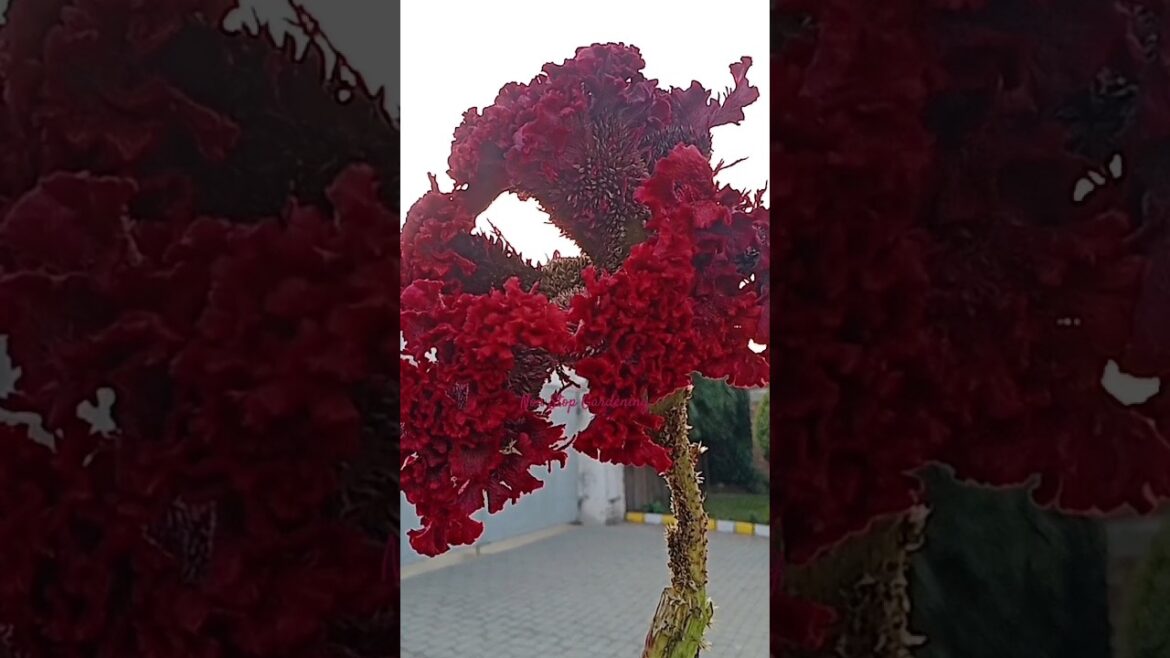 Giant Cockscomb Plant #cockscomb #kalga #flowers #nature #beauty #subhanallah #mashallah #shorts