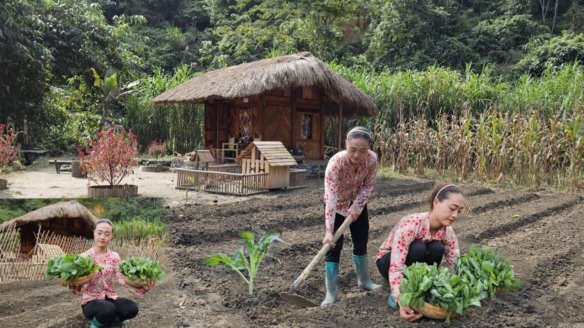 Harvesting corn, Gardening, Goest to the market to buy vegetable plants, Growing vegetables AnhHmong