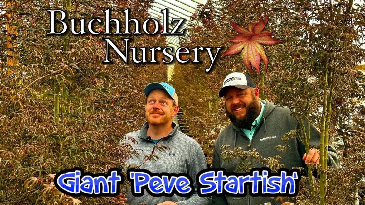 Giant ‘Peve Starfish’ Japanese Maple Forest at Buchholz Nursery Giant ‘Peve Starfish’ Japanese Maple Forest at Buchholz Nursery