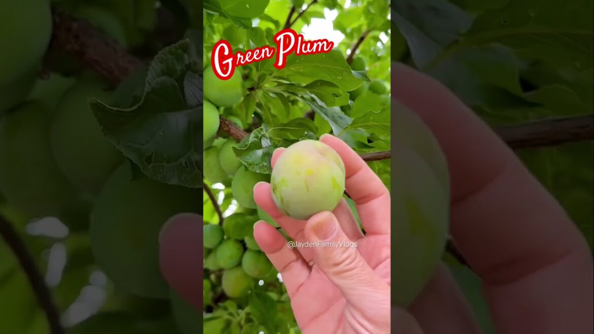 GREEN PLUM Fruit ๐๐ฑ #satisfying #shorts #fruitcutting #fruit #food #enjoy #green GREEN PLUM Fruit ๐๐ฑ #satisfying #shorts #fruitcutting #fruit #food #enjoy #green