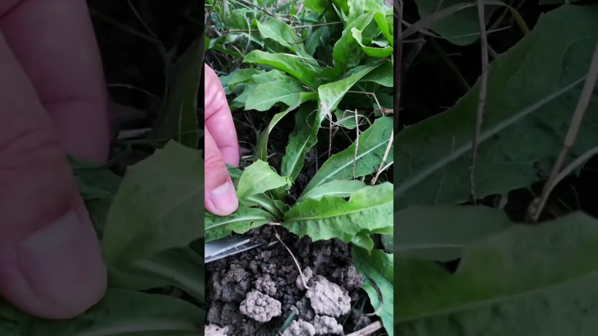 My  growing garden and vegetable   #shorts #garden #vegetable