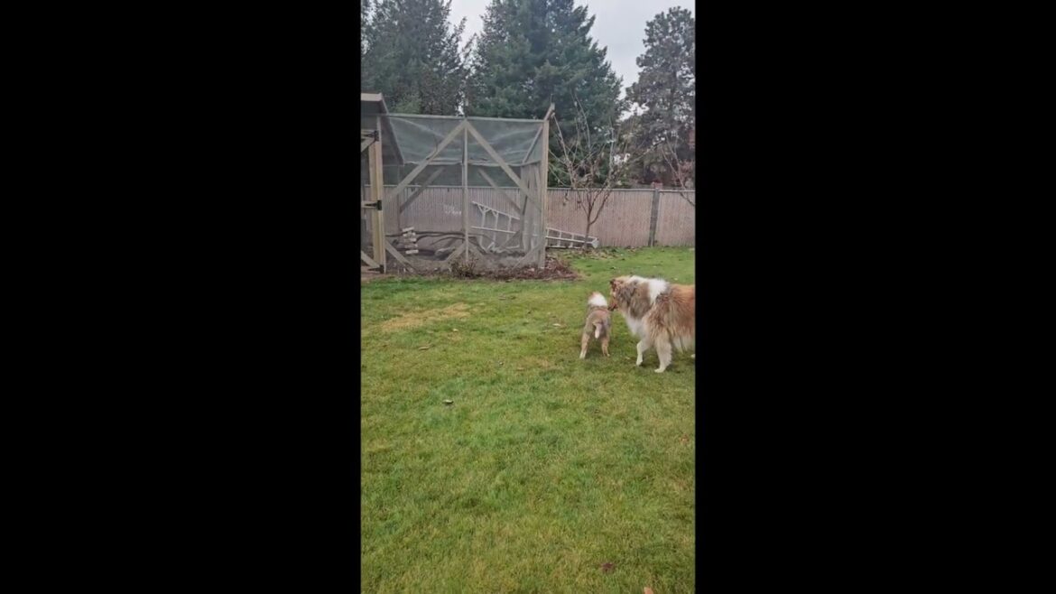 New Puppy Meets Chickens For The First Time #shorts #puppyvideos #chickencoop #gardening #chickens New Puppy Meets Chickens For The First Time #shorts #puppyvideos #chickencoop #gardening #chickens
