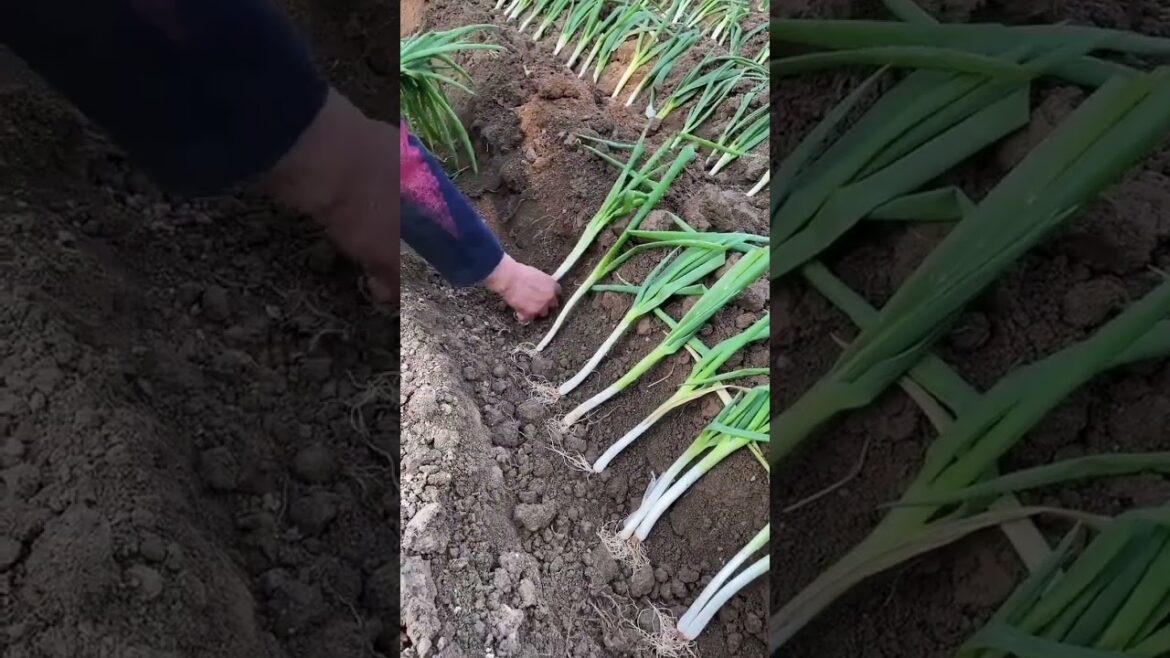 Good tips to grow gardening at home with best idea #shorts #ideagarden #growing Good tips to grow gardening at home with best idea #shorts #ideagarden #growing