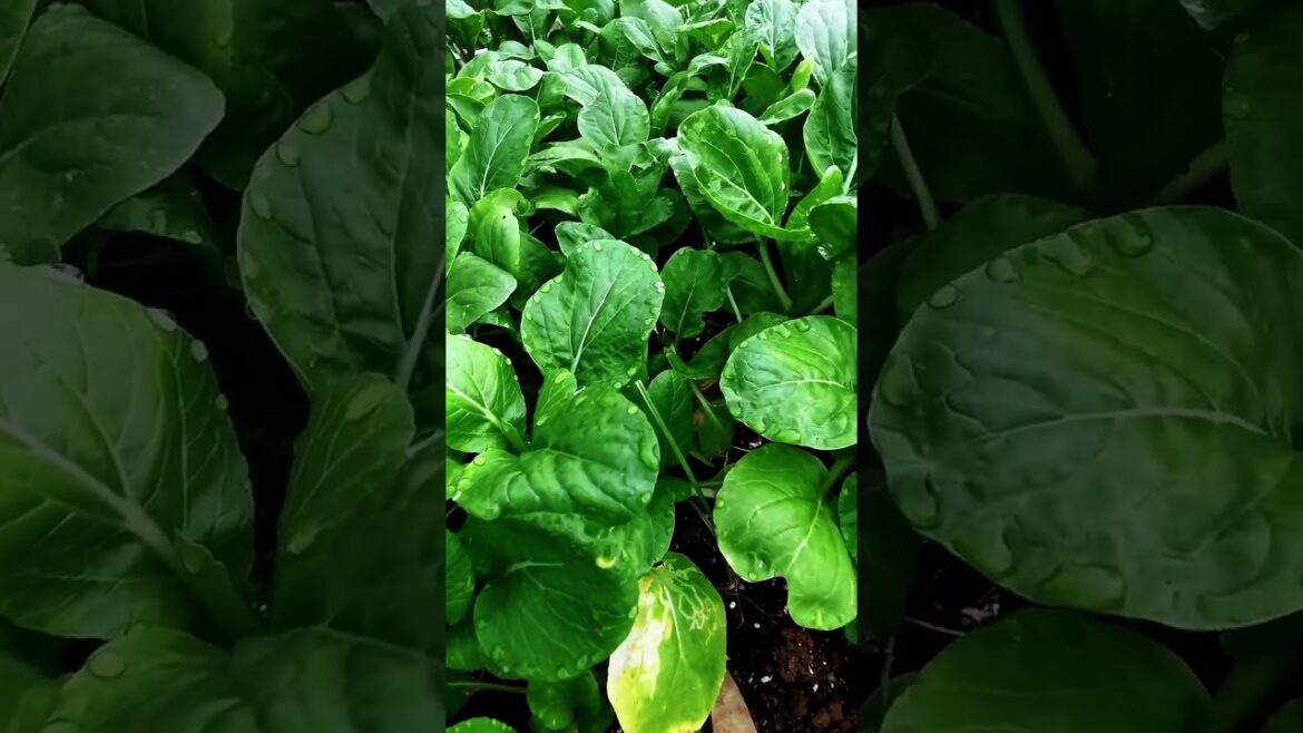 happy with growing garden and vegetable by MeiMei  #shorts #garden #vegetable