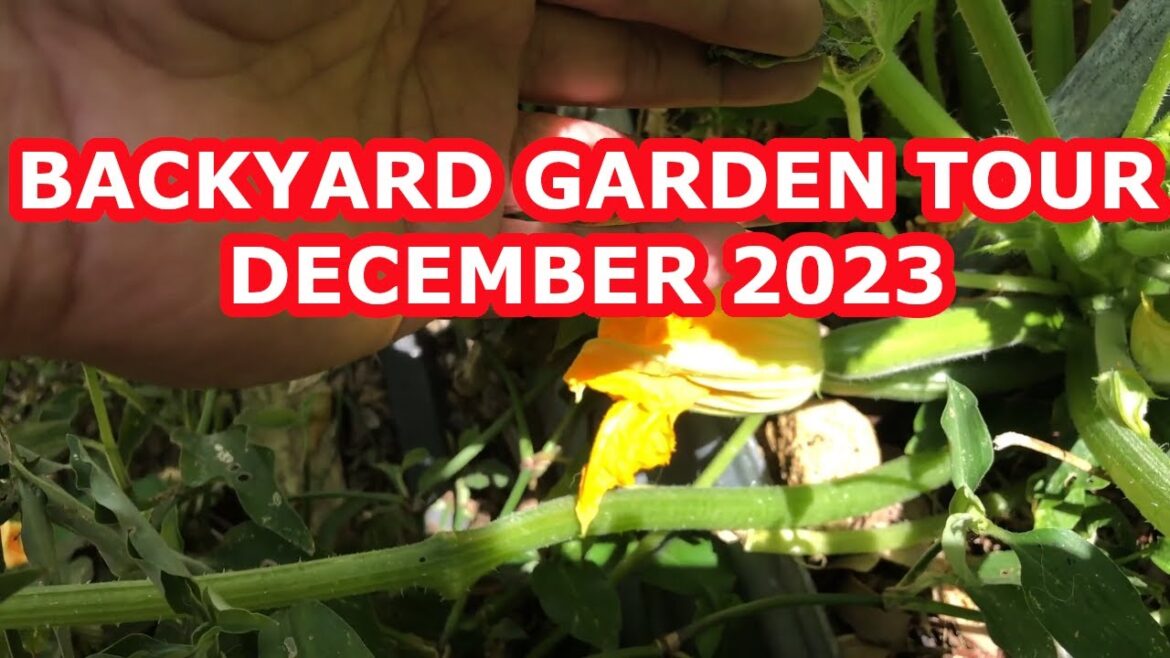 Backyard Garden Tour (December 2023)