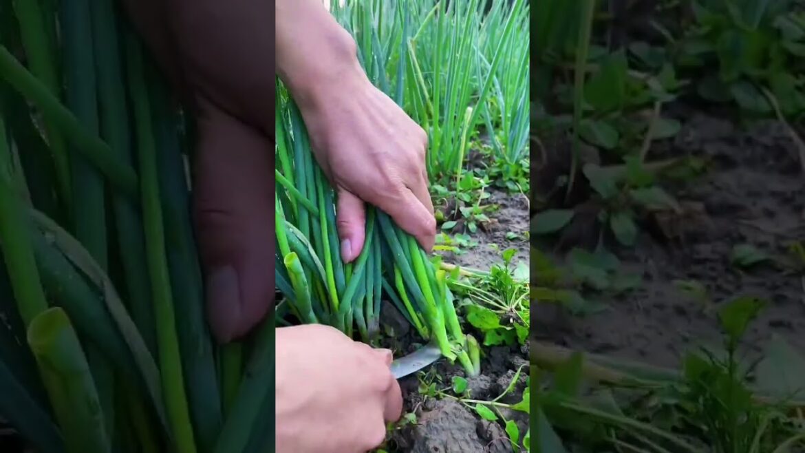 My  growing garden and vegetable   #shorts #garden #vegetable