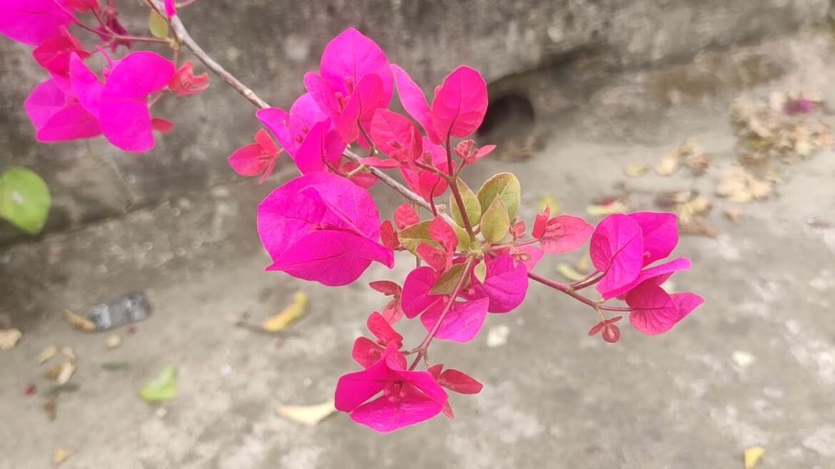 Bougainvillea flower tips and tricks and introductions for gardener vlog