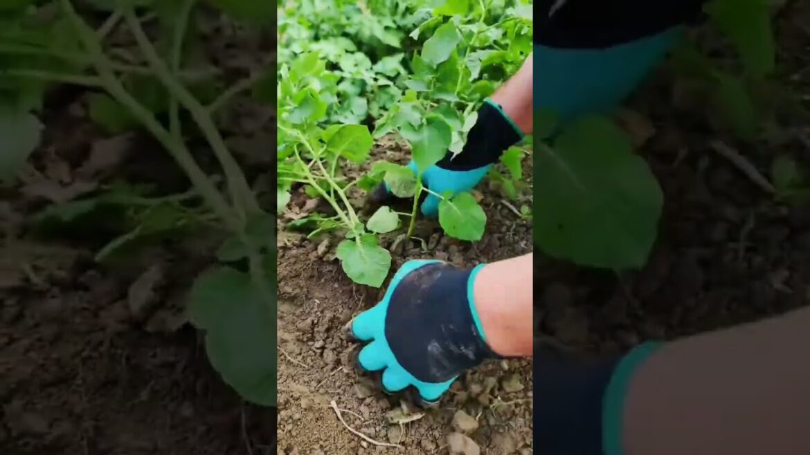 happy with growing garden and vegetable by MeiMei  #shorts #garden #vegetable