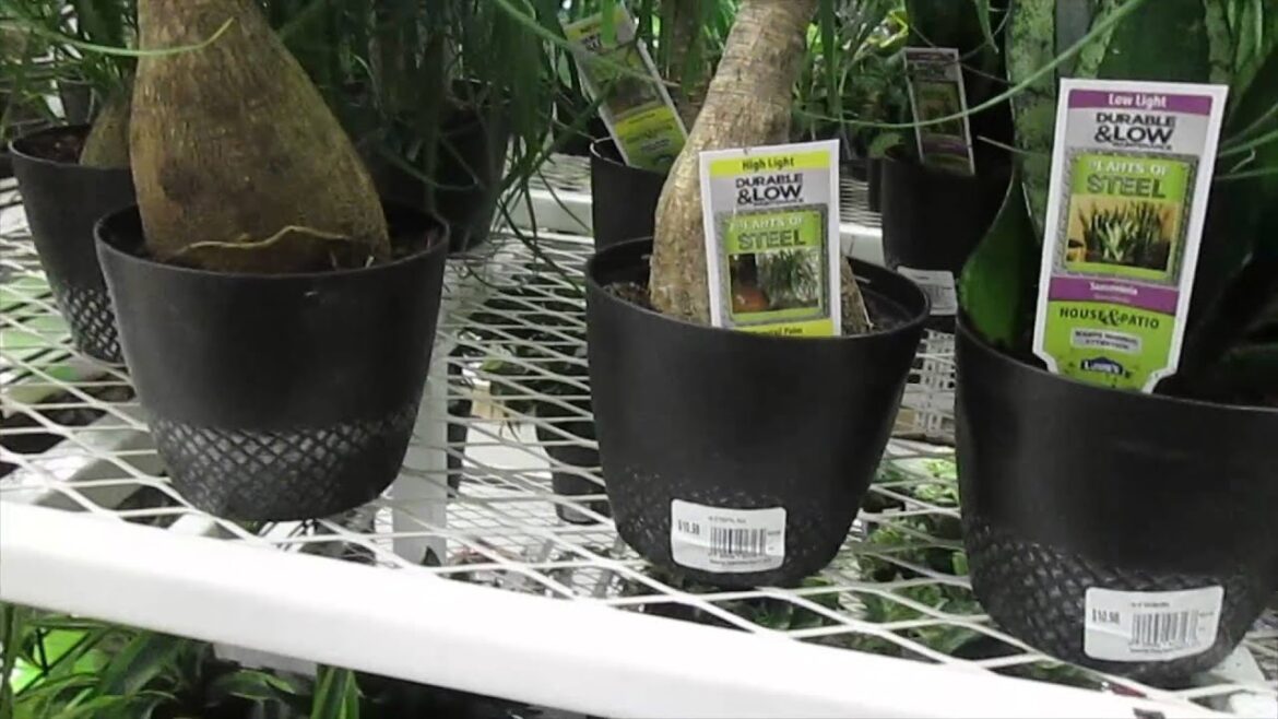 Garden supplies at Lowe's