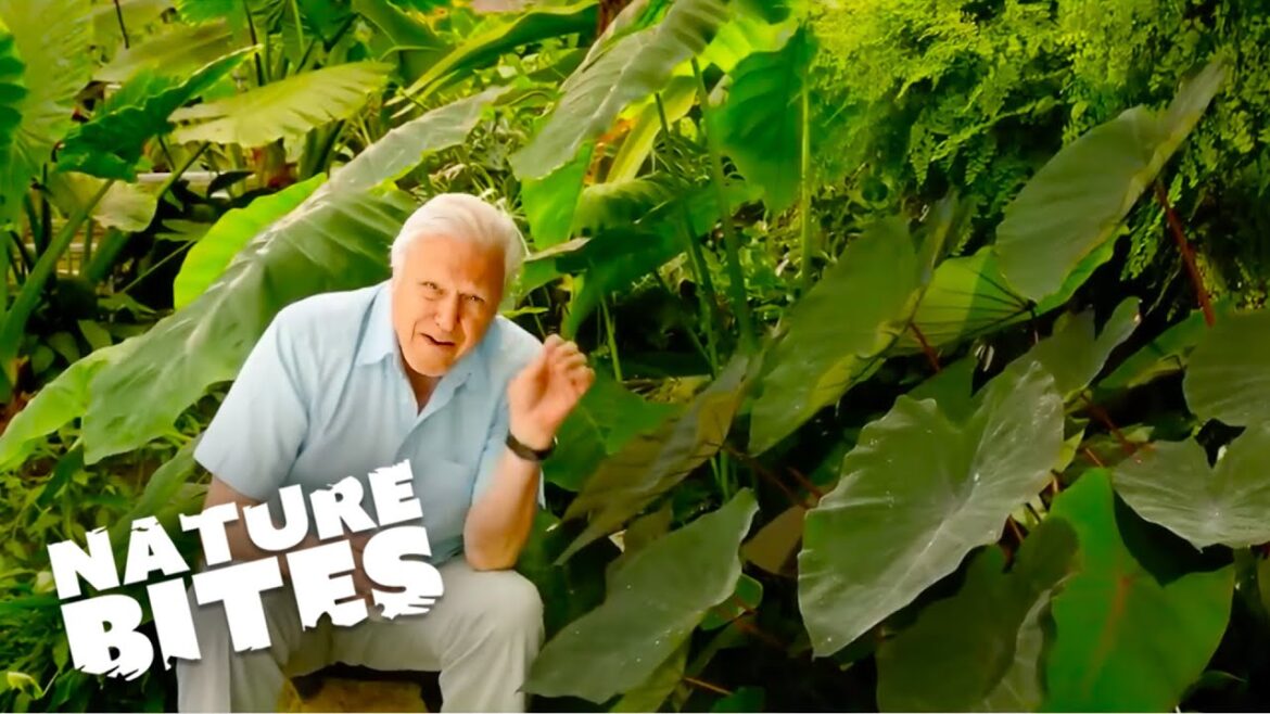 David Attenborough Explores Nature's Remarkable Waterproof Plant | Nature Bites