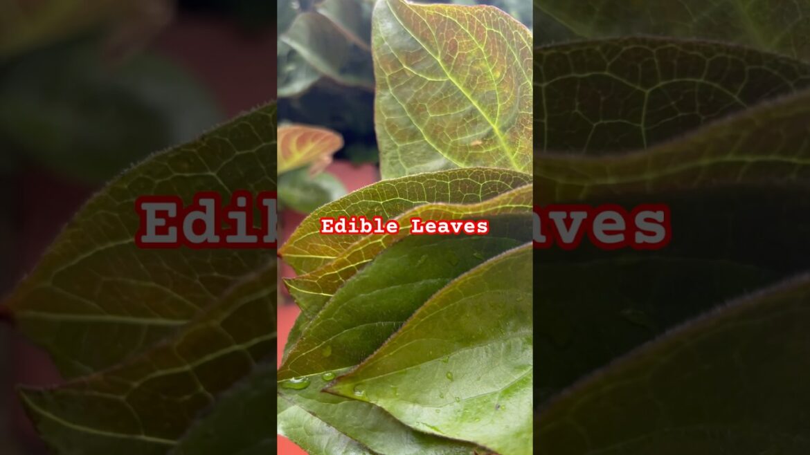 #gardeningaustralia #gardening #loveaustralia #homegardening #plants
