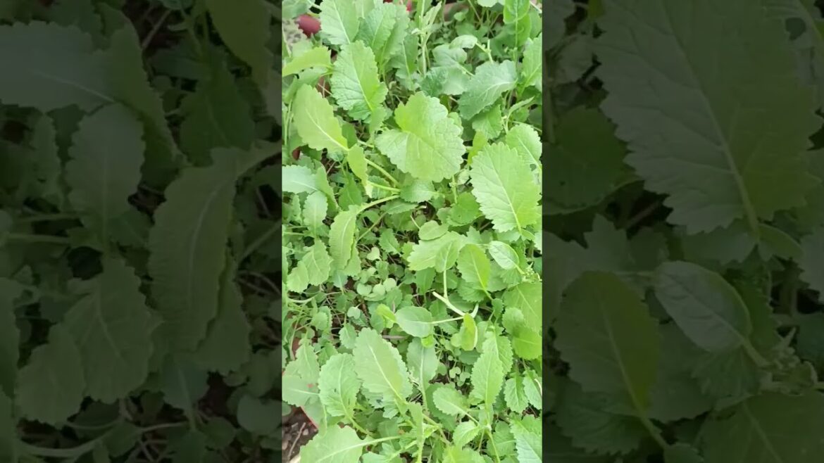 Hara Saag🌿 #shortsyoutube #gardening #growth #nature #trending #viral #ytshort #vegetable