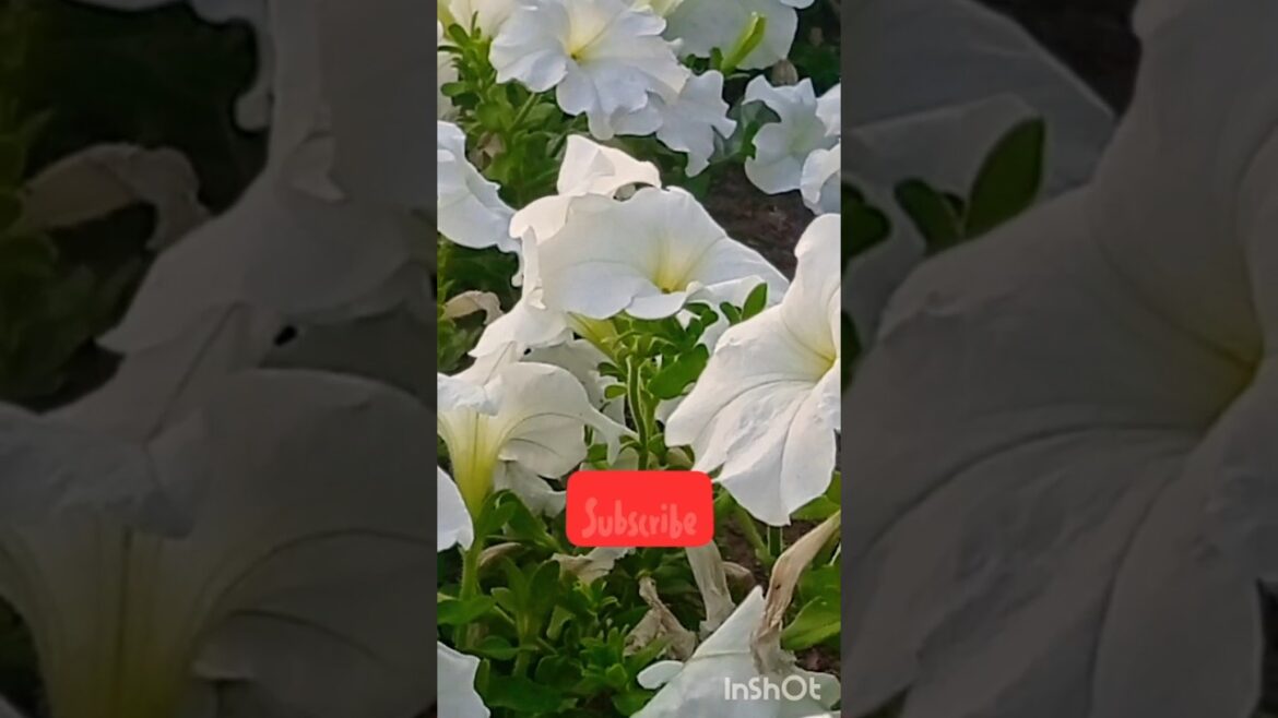 #white petunia flower#beautiful #abudhabi (2)