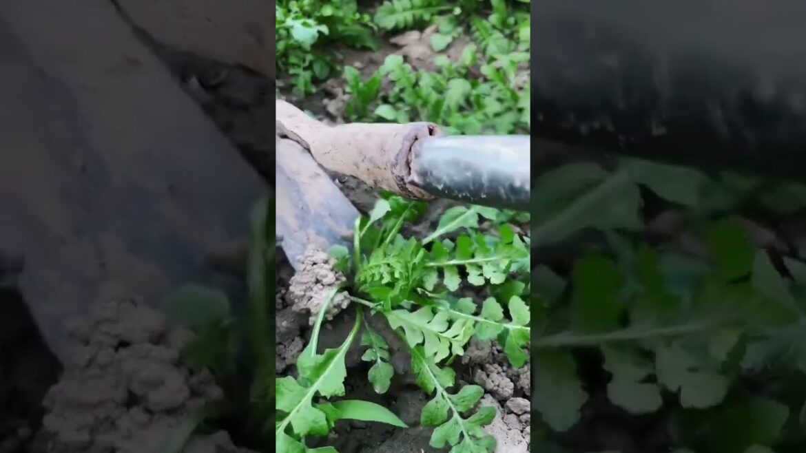 I  growing garden and vegetable by MeiMei  #shorts #garden #vegetable