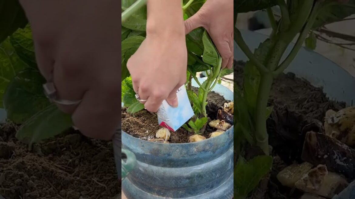 Beautiful balcony garden with hydrangeas Flower care tips from kitchen waste Beautiful balcony garden with hydrangeas Flower care tips from kitchen waste