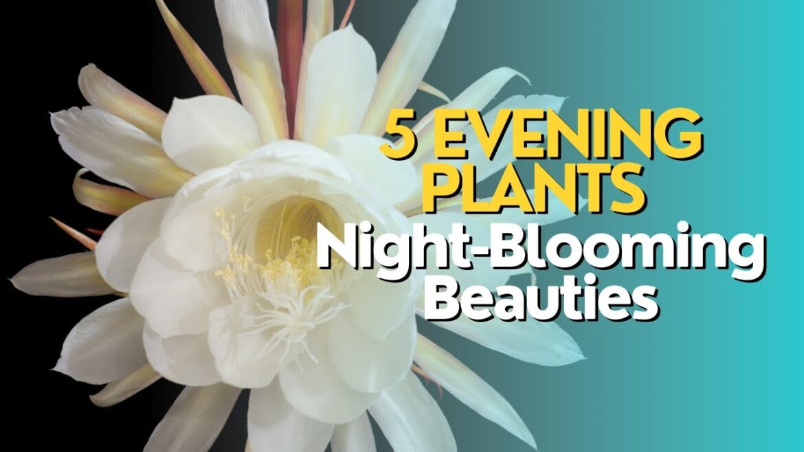 5 Evening Plants: Night-Blooming Beauties