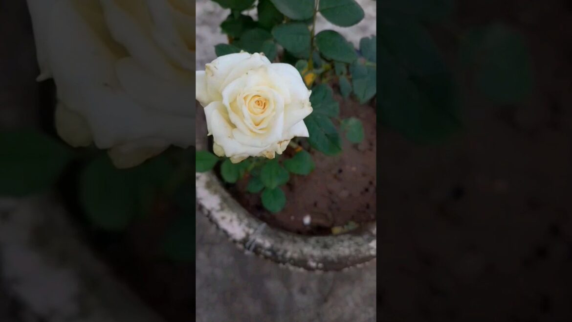 ๐ฉ”Terrace Garden”๐ฉ ๐ฅฐ ๐บ๐ต๐ธ๐นโ #shorts ๐ฉ"Terrace Garden"๐ฉ ๐ฅฐ ๐บ๐ต๐ธ๐นโ #shorts