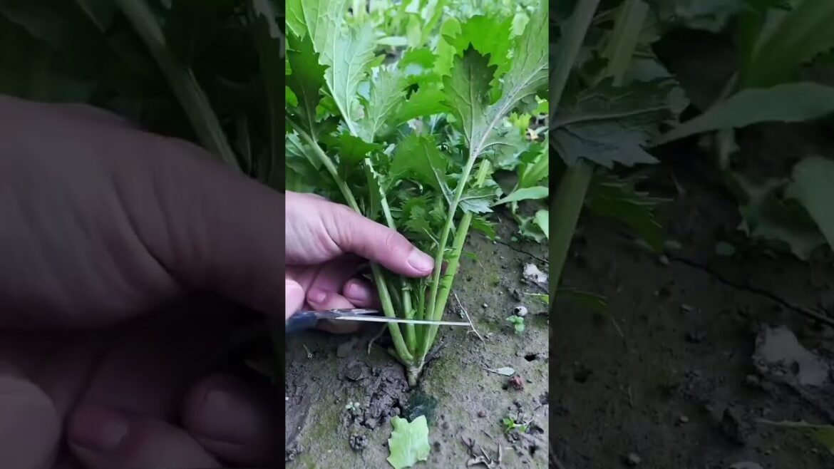 My growing garden and vegetable2 #shorts #garden #vegetable My growing garden and vegetable2 #shorts #garden #vegetable