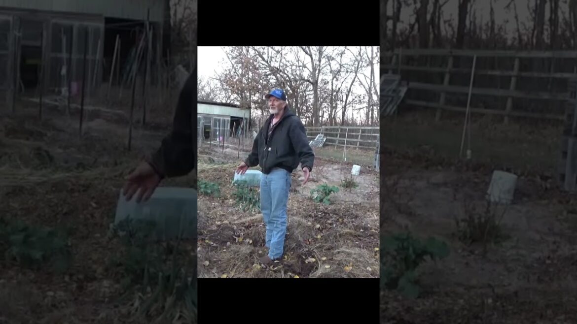 We should see what is in the last watermelon #garden #gardeningtips #mulch We should see what is in the last watermelon #garden #gardeningtips #mulch