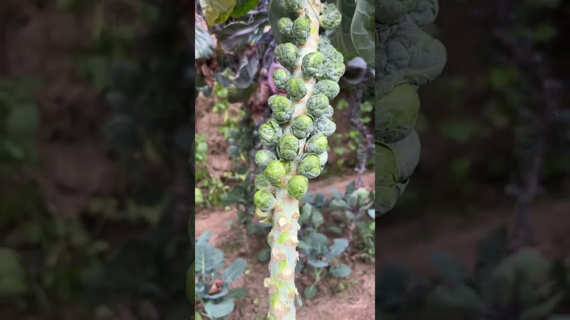 My growing garden and vegetable #shorts #garden #vegetable My growing garden and vegetable #shorts #garden #vegetable