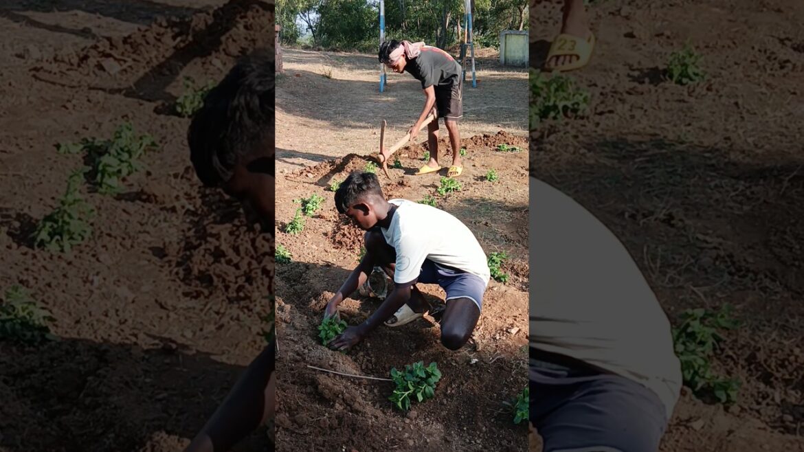 Garden Preparation #garden #gardening #gardener Garden Preparation #garden #gardening #gardener