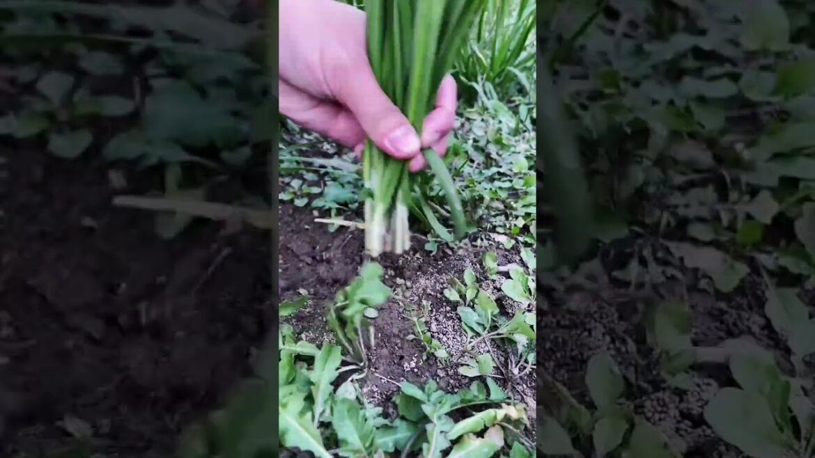 happy with growing garden and vegetable by MeiMei #shorts #garden #vegetable happy with growing garden and vegetable by MeiMei #shorts #garden #vegetable