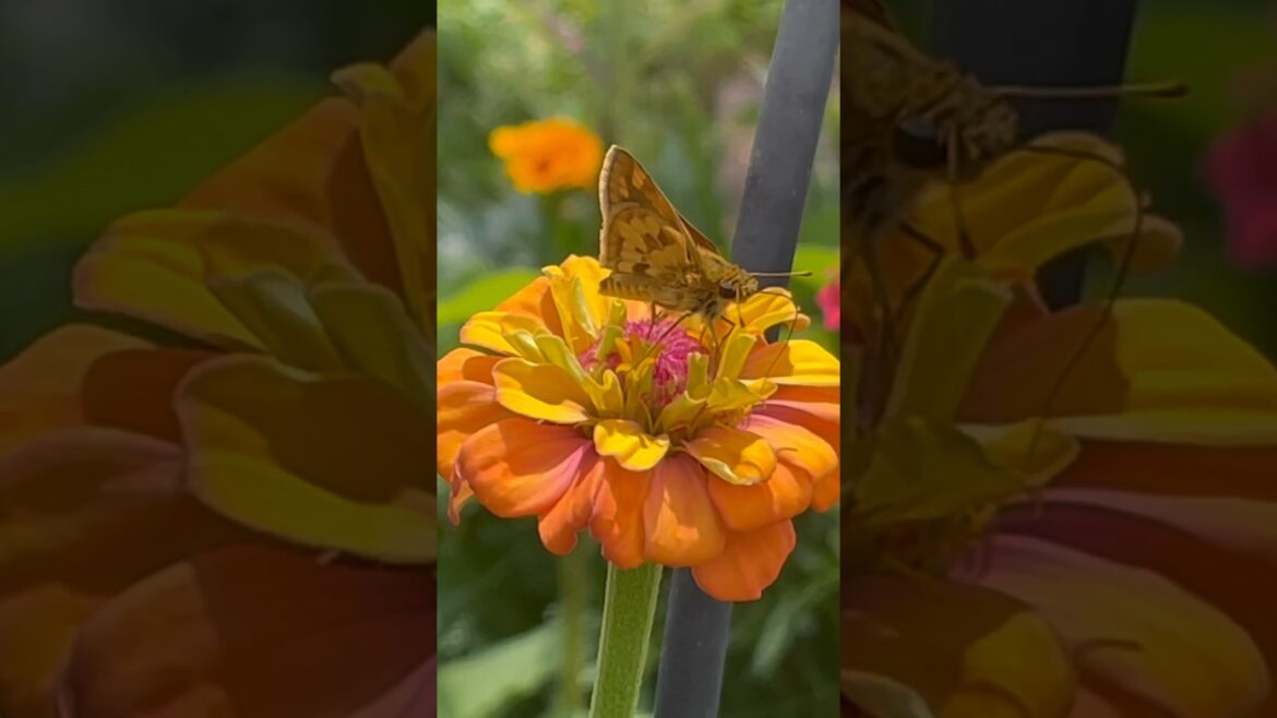 Zinnias being pollinated Backyard Garden Update #shorts