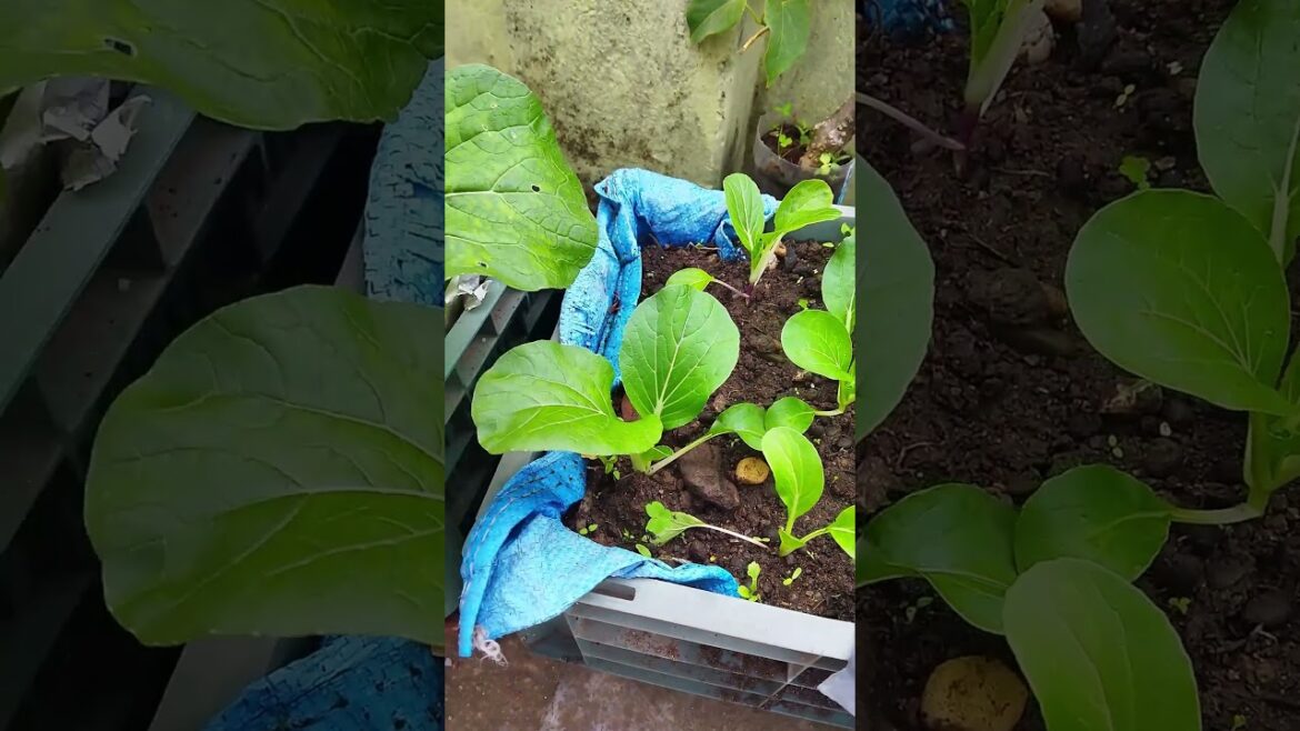 Terrace vegetable gardening | Best out of waste