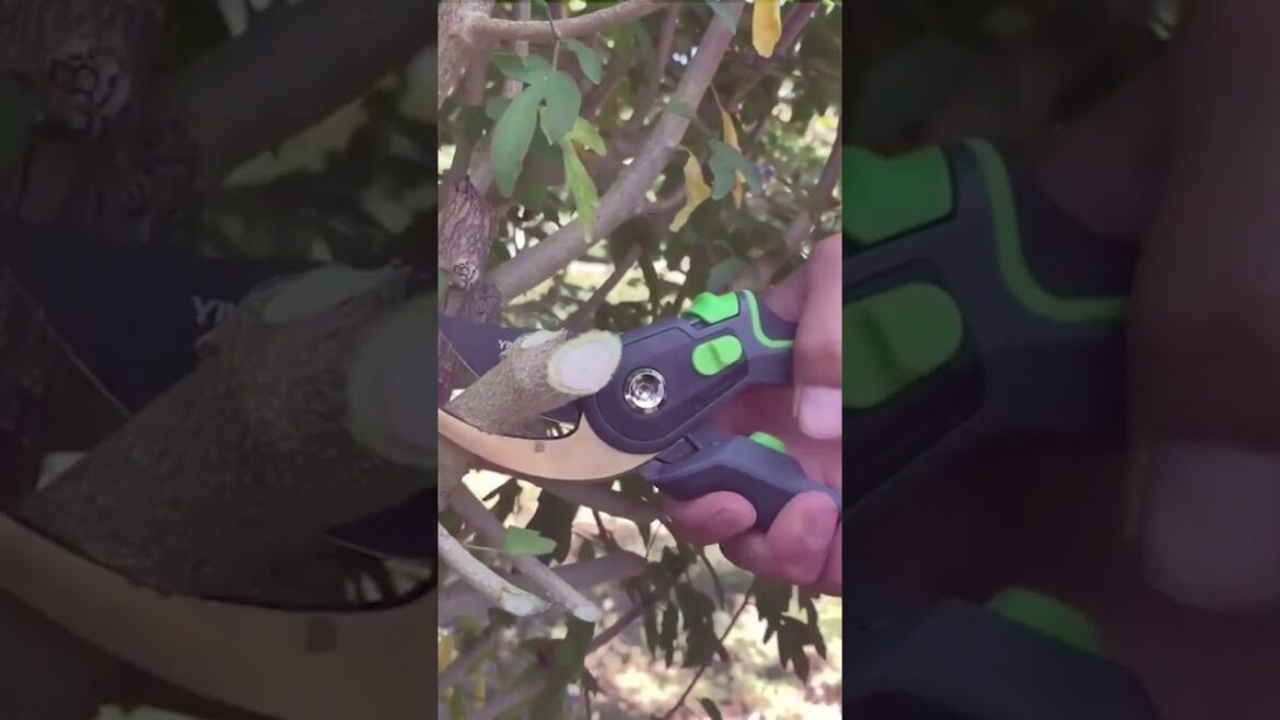 Essential Gardening Tools Every Gardener Needs