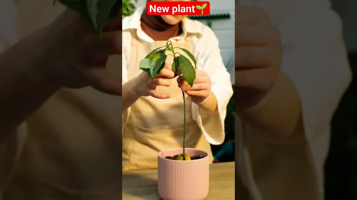 5 minutes Plants Craft #plants #craft #shorts