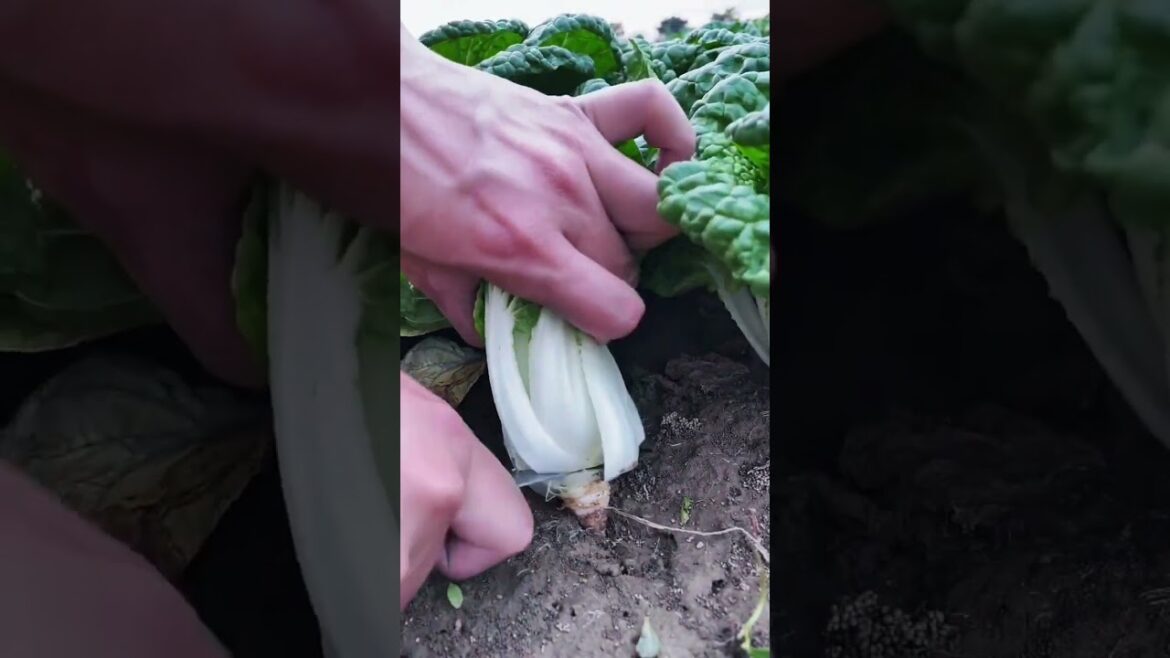happy with growing garden and vegetable by MeiMei  #shorts #garden #vegetable