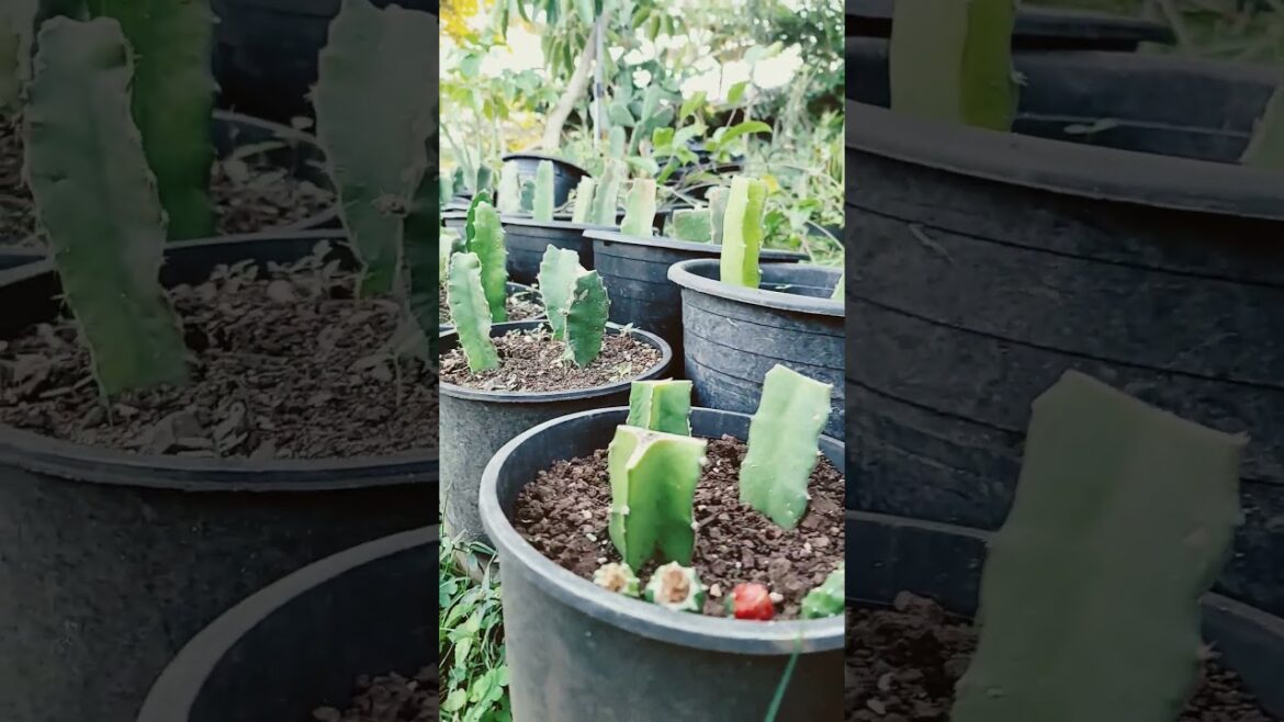 Growing Organic Dragon Fruit From Free Seeds #organicfarming#garden#gardeningtips#gardening#organic