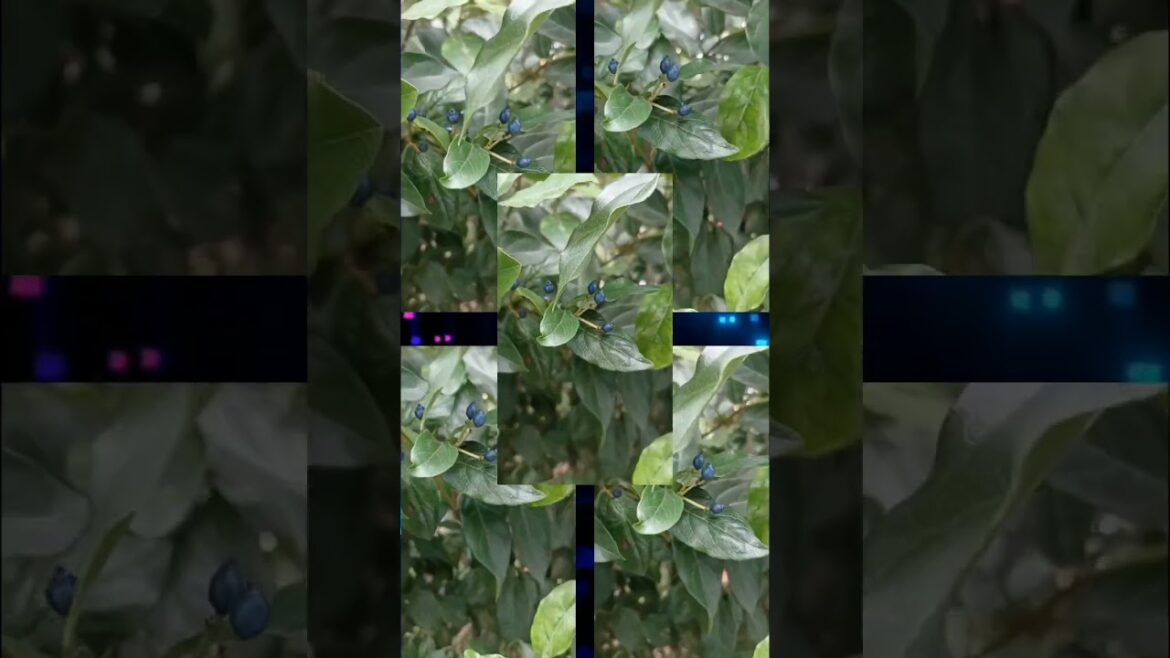 simply beautiful.       #plants #beautiful