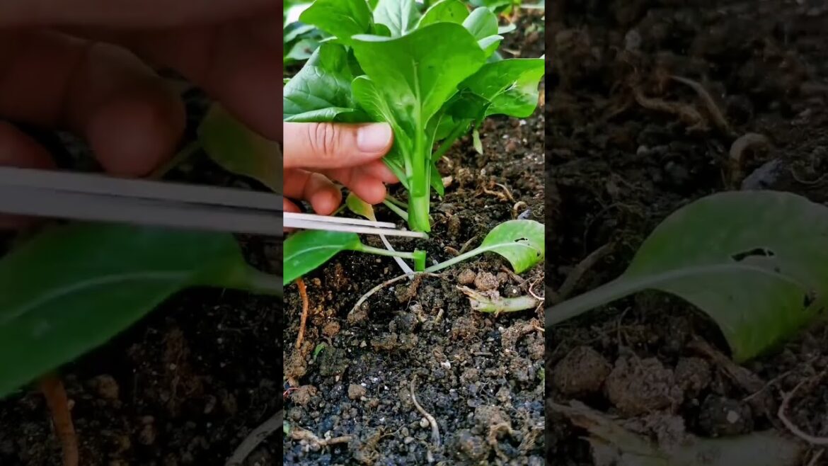 My growing garden and vegetable #shorts #garden #vegetable My growing garden and vegetable #shorts #garden #vegetable