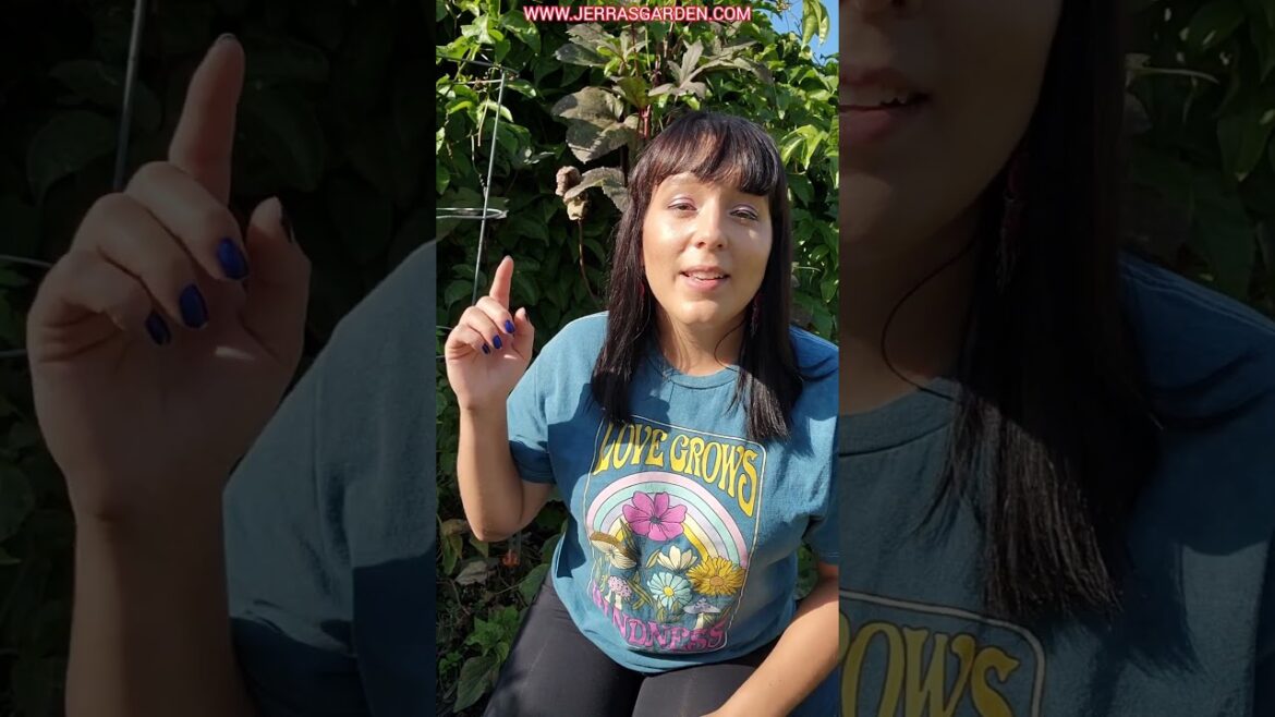 Hurry up and plant your peas! Snow peas, snap peas, & shelling peas #garden #gardeningtips #plants Hurry up and plant your peas! Snow peas, snap peas, & shelling peas #garden #gardeningtips #plants