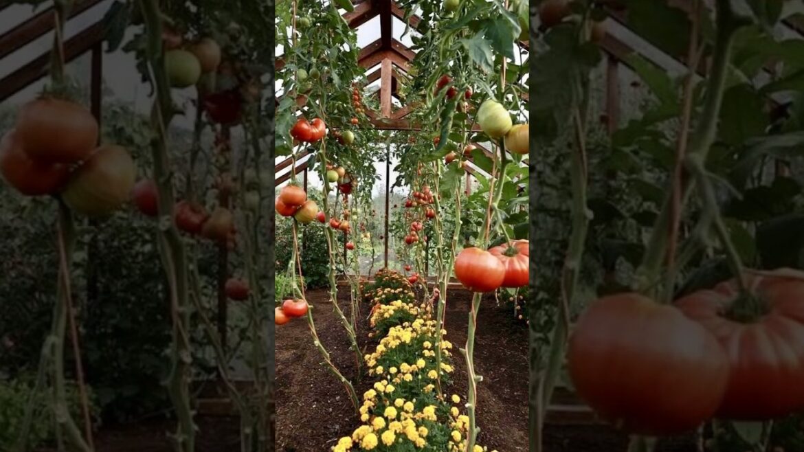 Vegetable garden ideas #garden