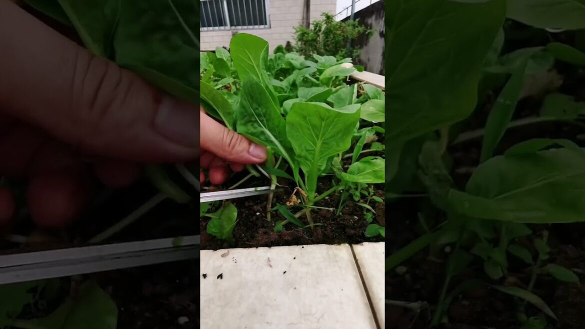 My  growing garden and vegetable   #shorts #garden #vegetable