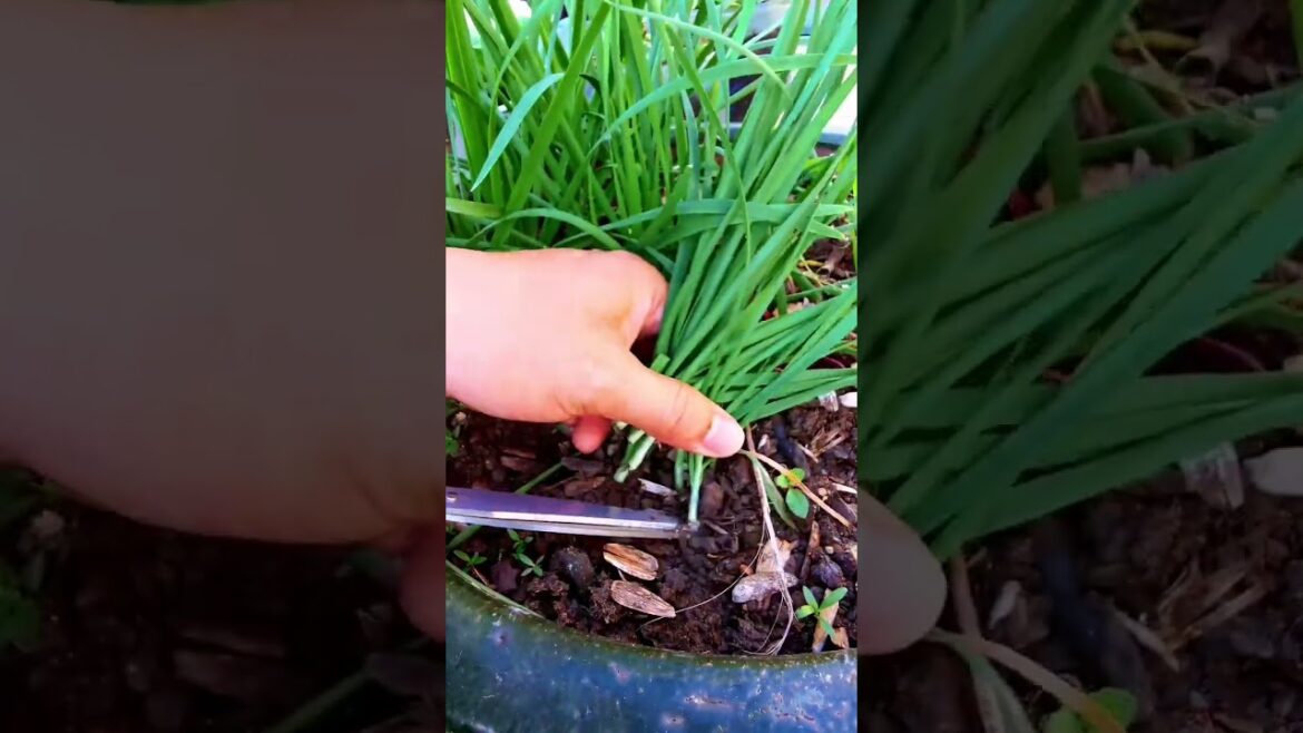 My growing garden and vegetable1 #shorts #garden #vegetable My growing garden and vegetable1 #shorts #garden #vegetable
