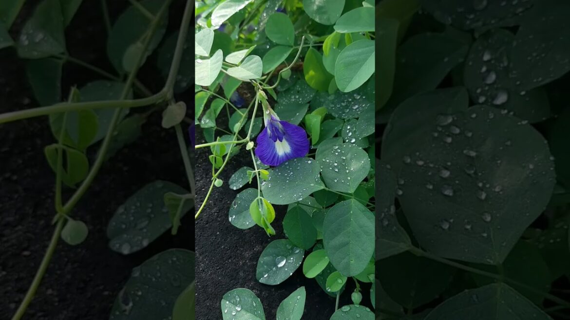 Minivlog#20 |திராட்சை செடி வாங்கியாச்சு🥳|Dec 17, 2023🗓 #shortsvideo #shortsfeed #short #tips #shorts