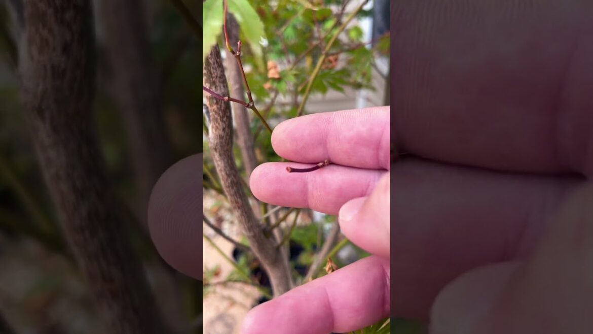 Sensu making a nice recovery.  #maplenutz #gardening #japanesetree #maple #japanesemaple #showcase