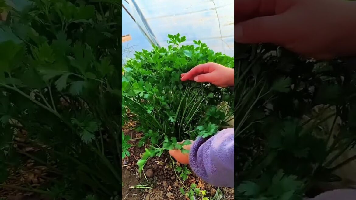 My growing garden and vegetable #shorts #garden #vegetable My growing garden and vegetable #shorts #garden #vegetable