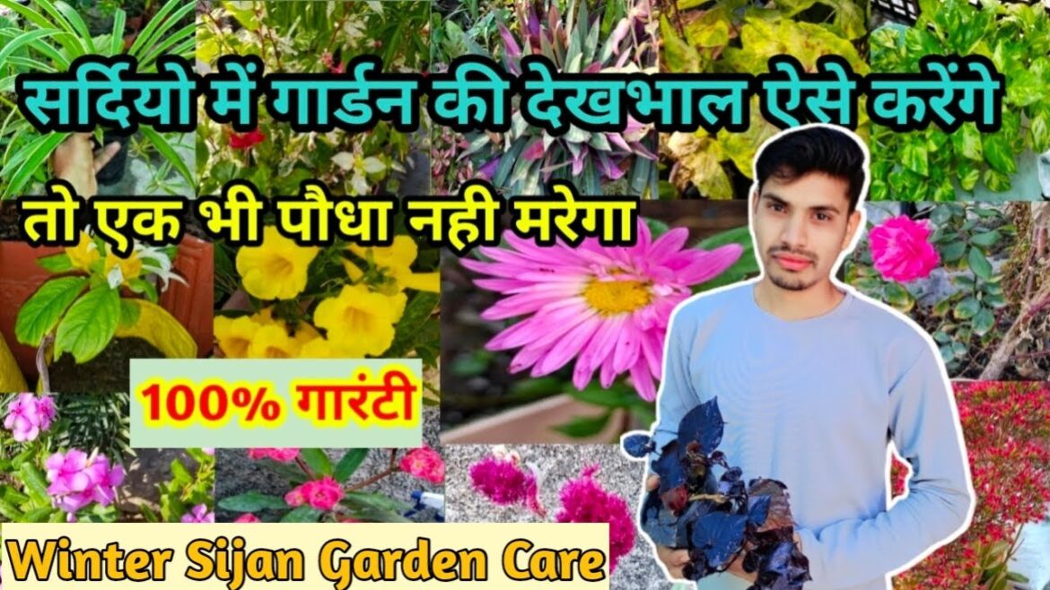 सर्दियों में गार्डन की देखभाल ऐसे करेंगे तो एक भी पौधा नहीं मरेगा 👍@amantarracegarden सर्दियों में गार्डन की देखभाल ऐसे करेंगे तो एक भी पौधा नहीं मरेगा 👍@amantarracegarden