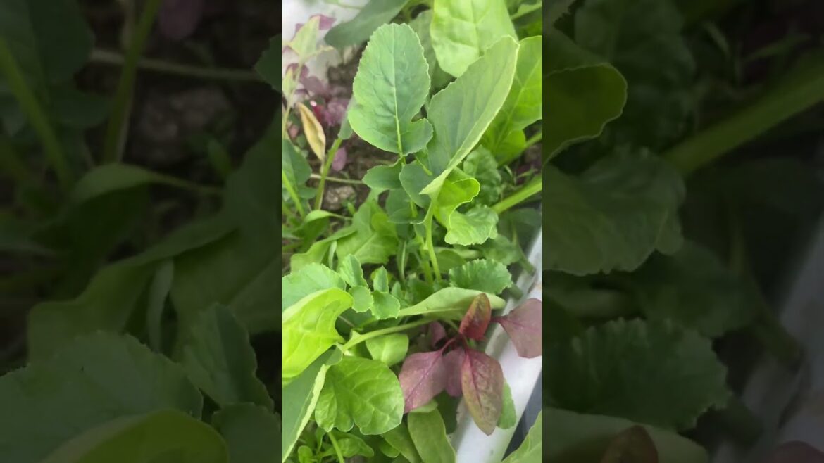 Winter vegetable #organic #kitchengarden #terracegarden #gardening #wintervegetables #nature #farm