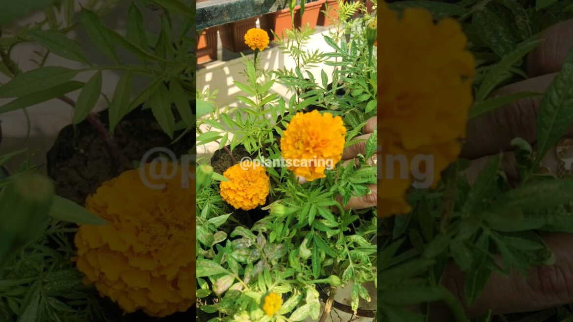 Tips for Plant Care | हफ्ते में एक बार यह काम जरुर करें | #viral #shorts #shortvideo #gardeningtips