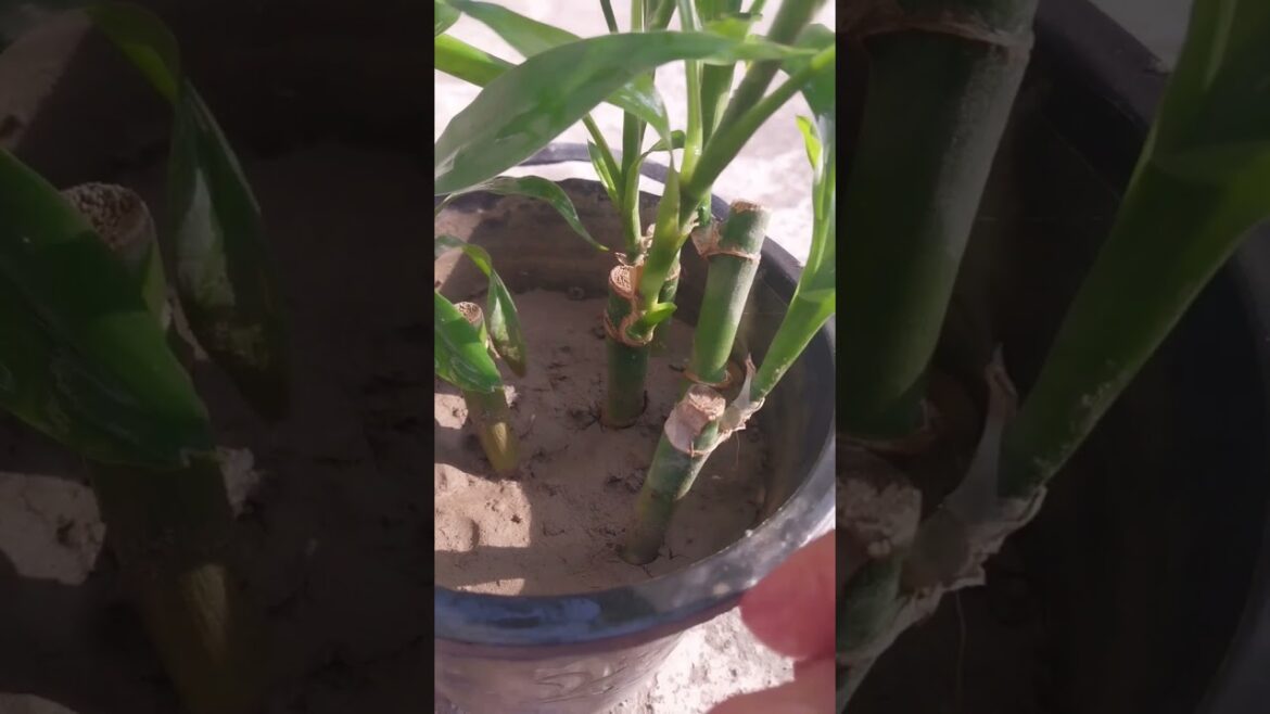 lucky bamboo | good luck plant| ☘️#gardening #terracegarde lucky bamboo | good luck plant| ☘️#gardening #terracegarde