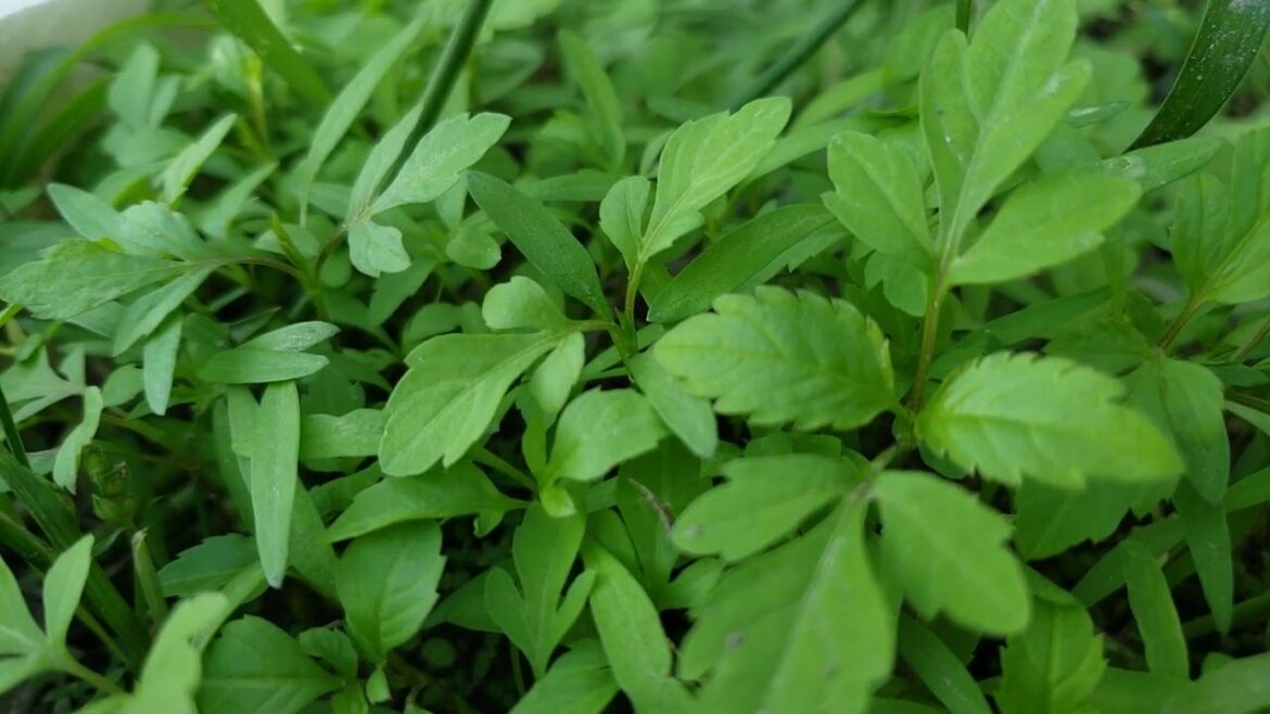 Blooming Bliss - Mastering Beautiful Sunny Spring Garden Design