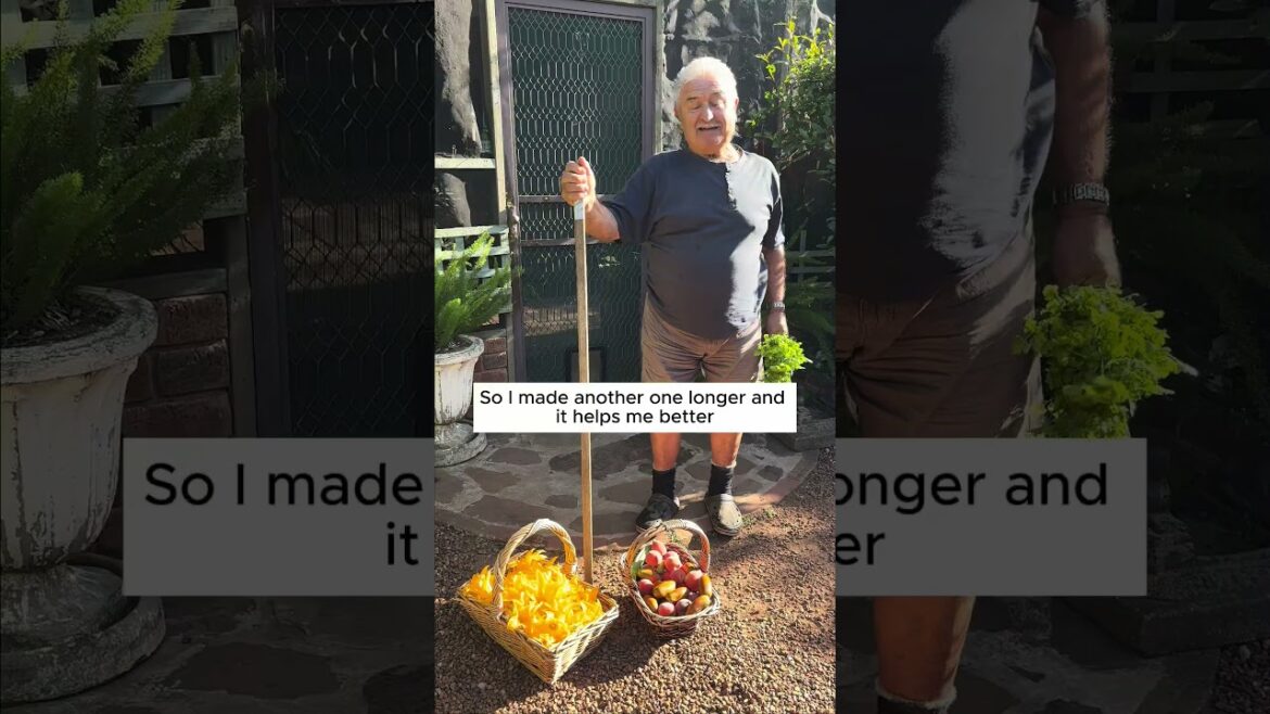 Nick’s Home Made Walking Stick #walkingstick #ediblegardening #thehappyharvesterstable Nick's Home Made Walking Stick #walkingstick #ediblegardening #thehappyharvesterstable